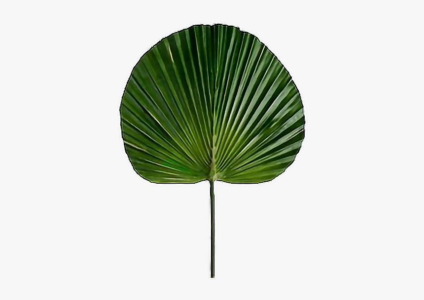 #png #overlay #transparent #sticker #plant #leaf #green - Fan Palm Leaf Artificial, Png Download