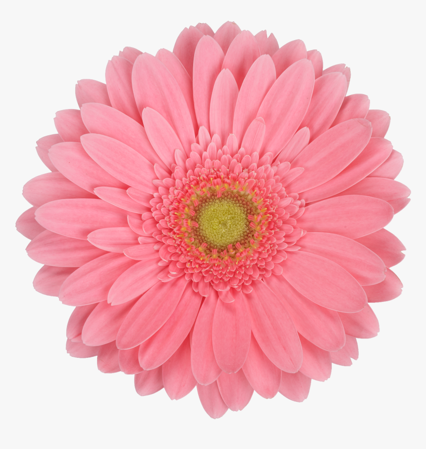 Daisy In White Background, HD Png Download