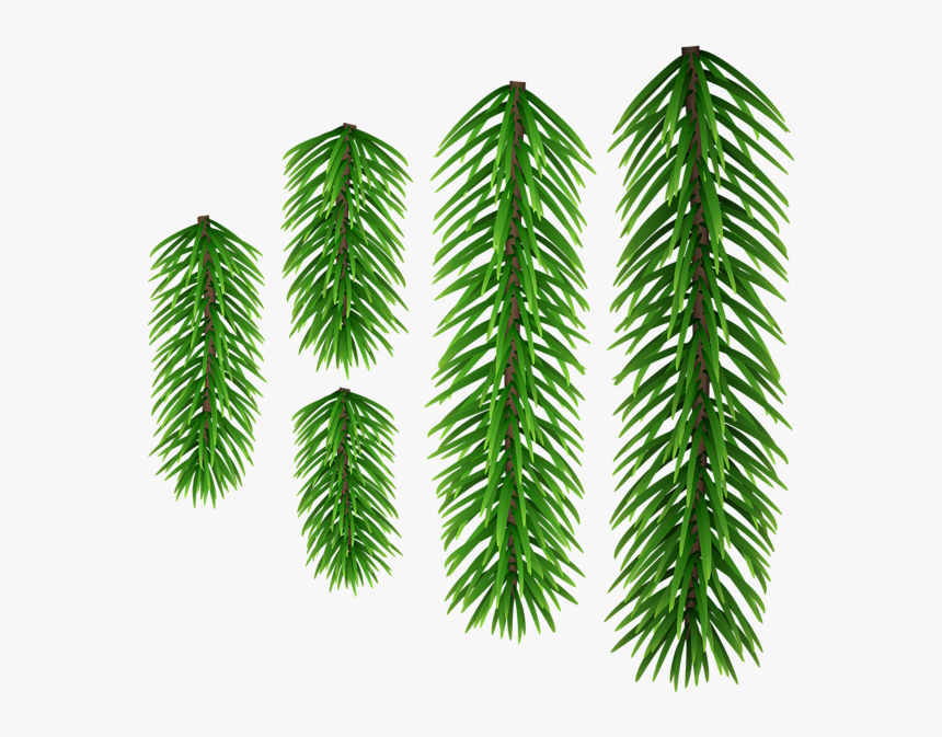 Shortleaf Black Spruce, HD Png Download