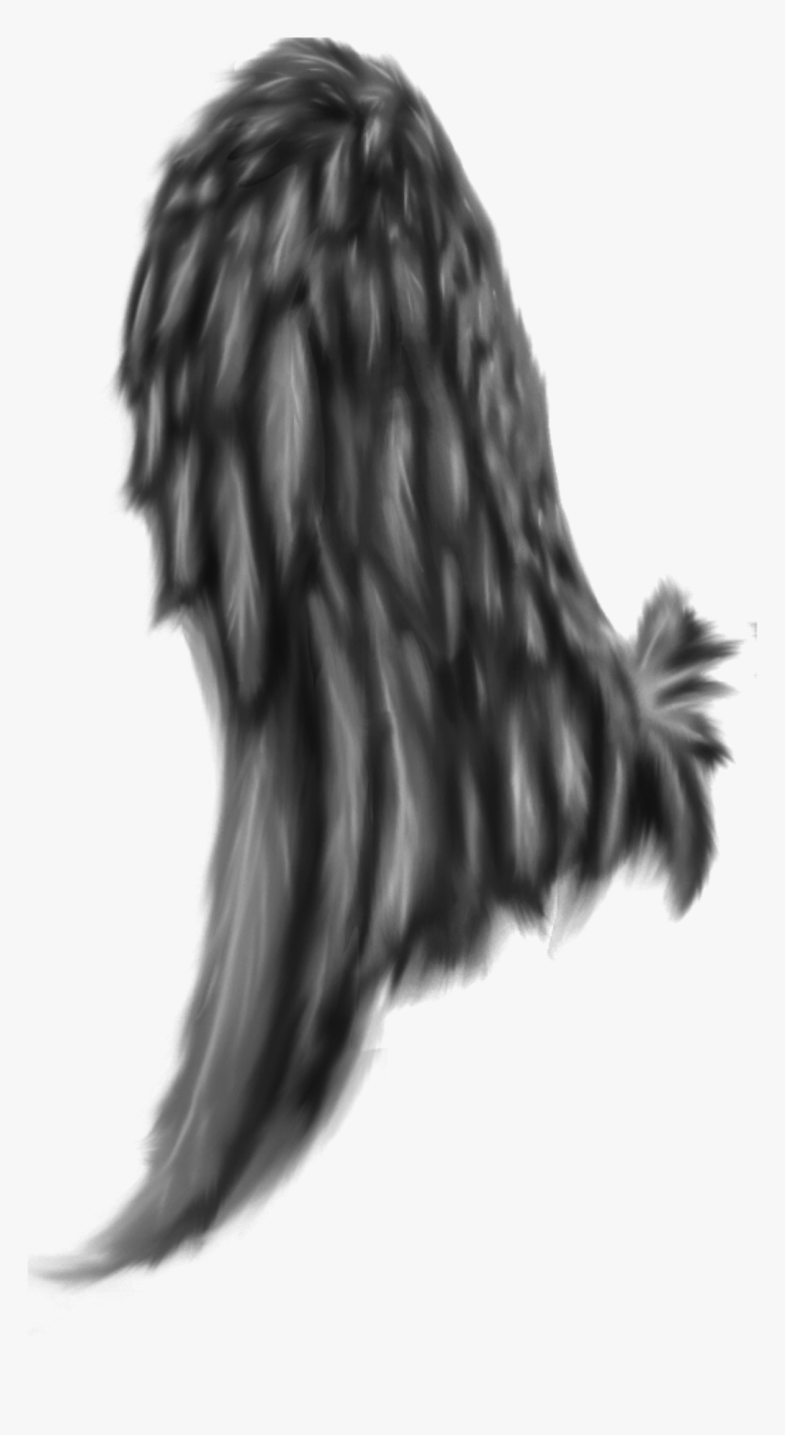 Feathered Wing, HD Png Download