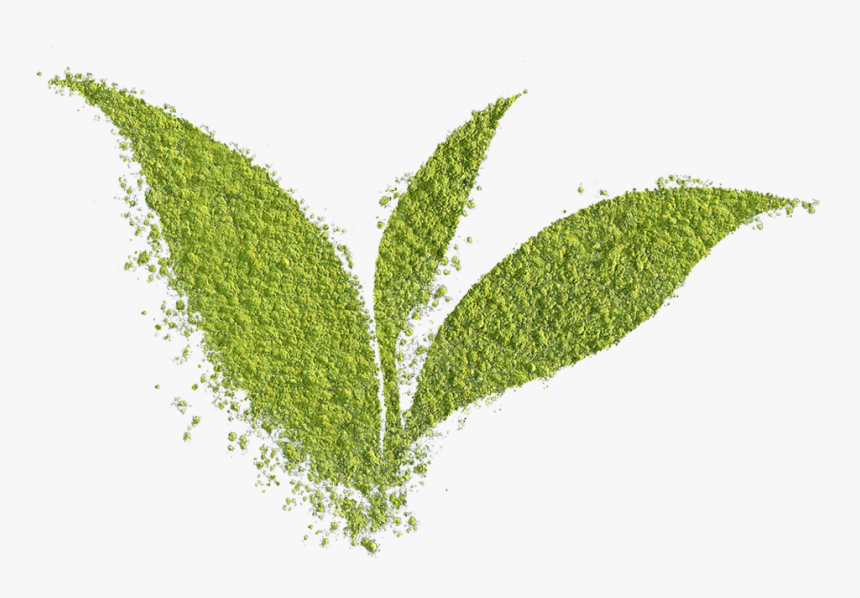 Matcha Powder Leaf - Grass, HD Png Download