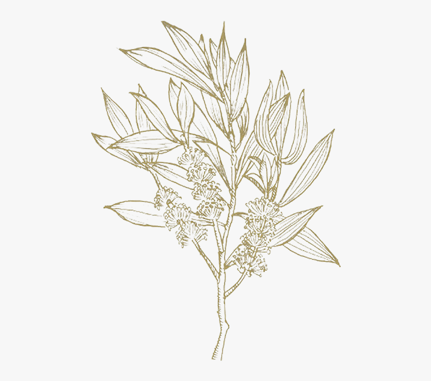 Drawing, HD Png Download