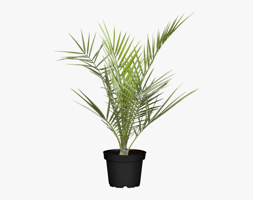 Datlovník Kanárský, HD Png Download