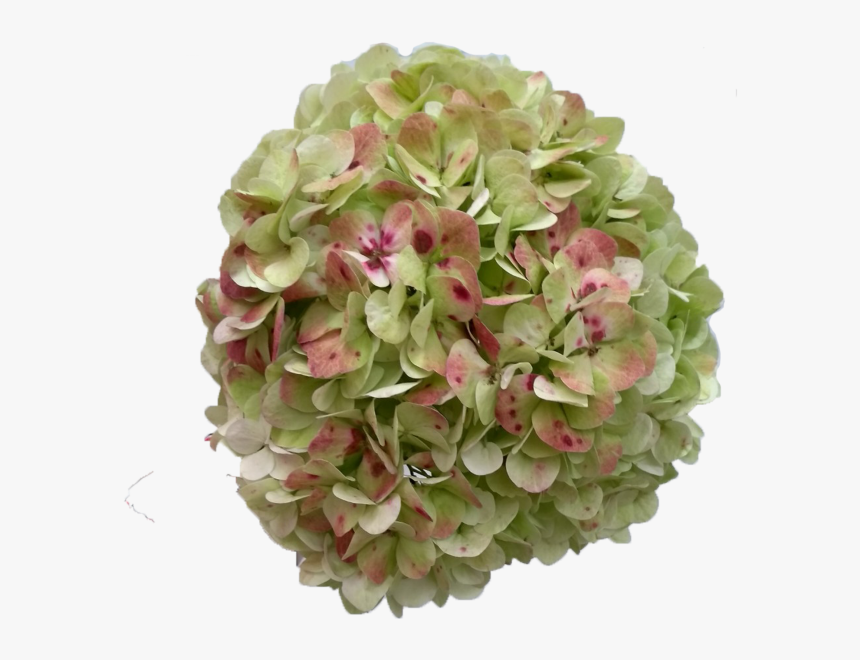 Hydrangea Antique Green - Antique Green Hydrangea, HD Png Download