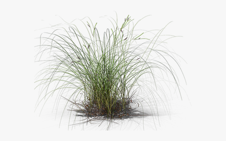 Sweet Grass, HD Png Download