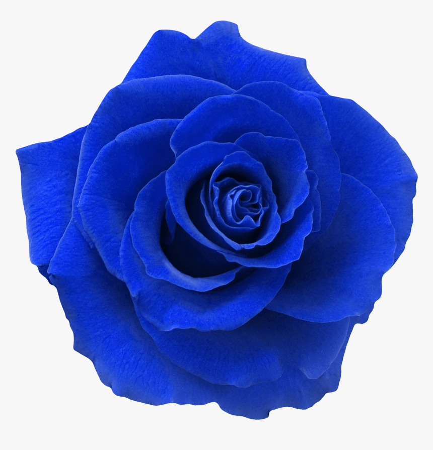 Blue Rose, HD Png Download