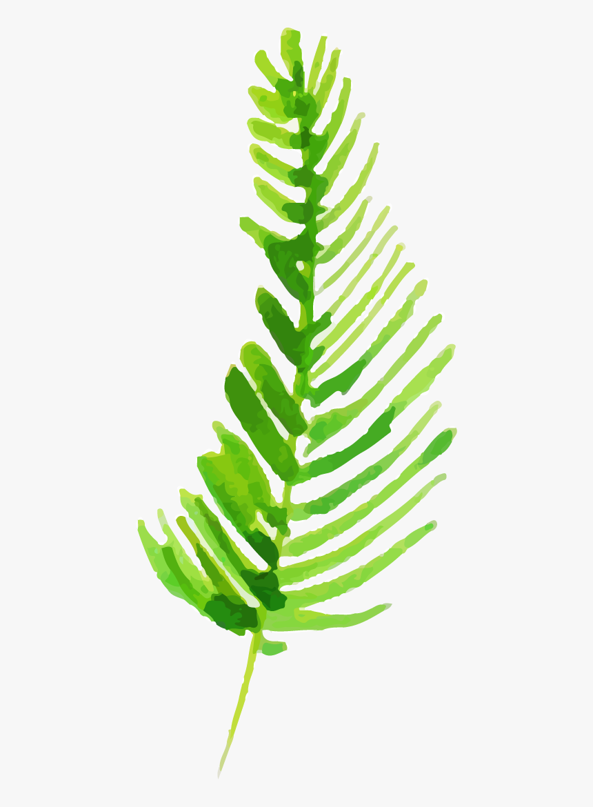 Ostrich Fern, HD Png Download