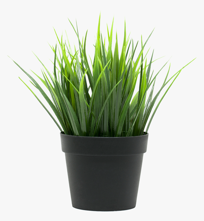 Potted Plant - Трава Икеа, HD Png Download