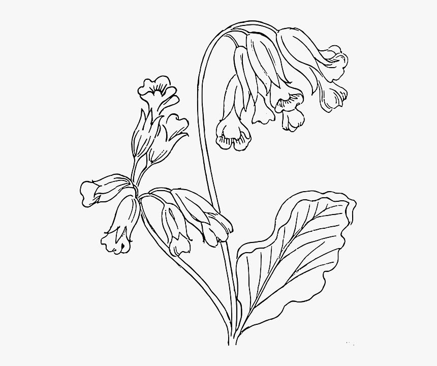 Outline, Flower, Rose, Plant, Outlines, Nature, Roses - Cowslip Drawing, HD Png Download