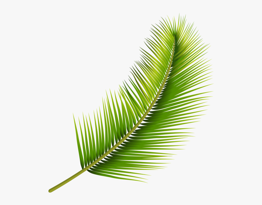 Pond Pine, HD Png Download