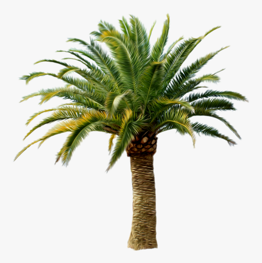 Palm Trees Transparency Clip Art Portable Network Graphics - Small Palm Tree Png, Transparent Png