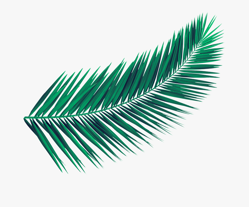 Kiki El Amor Se Hace Fondo, HD Png Download