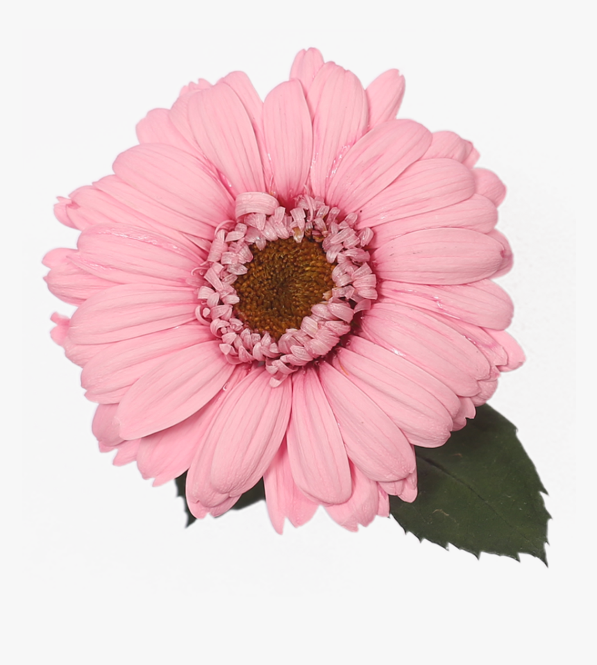 Barberton Daisy, HD Png Download