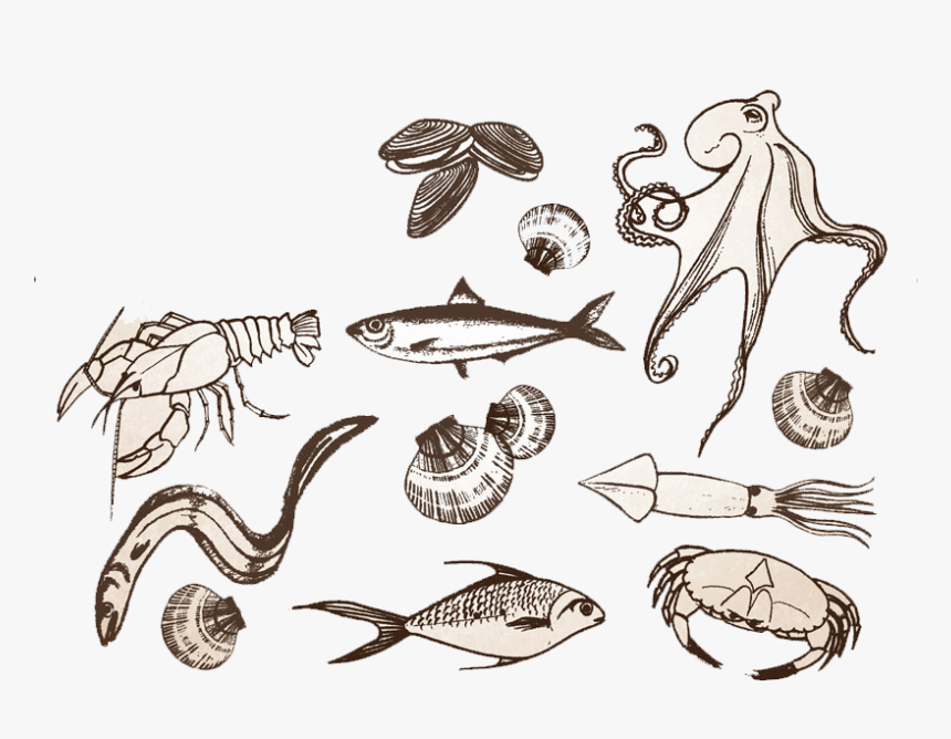 海鲜手绘图片 - Vector Graphics, HD Png Download