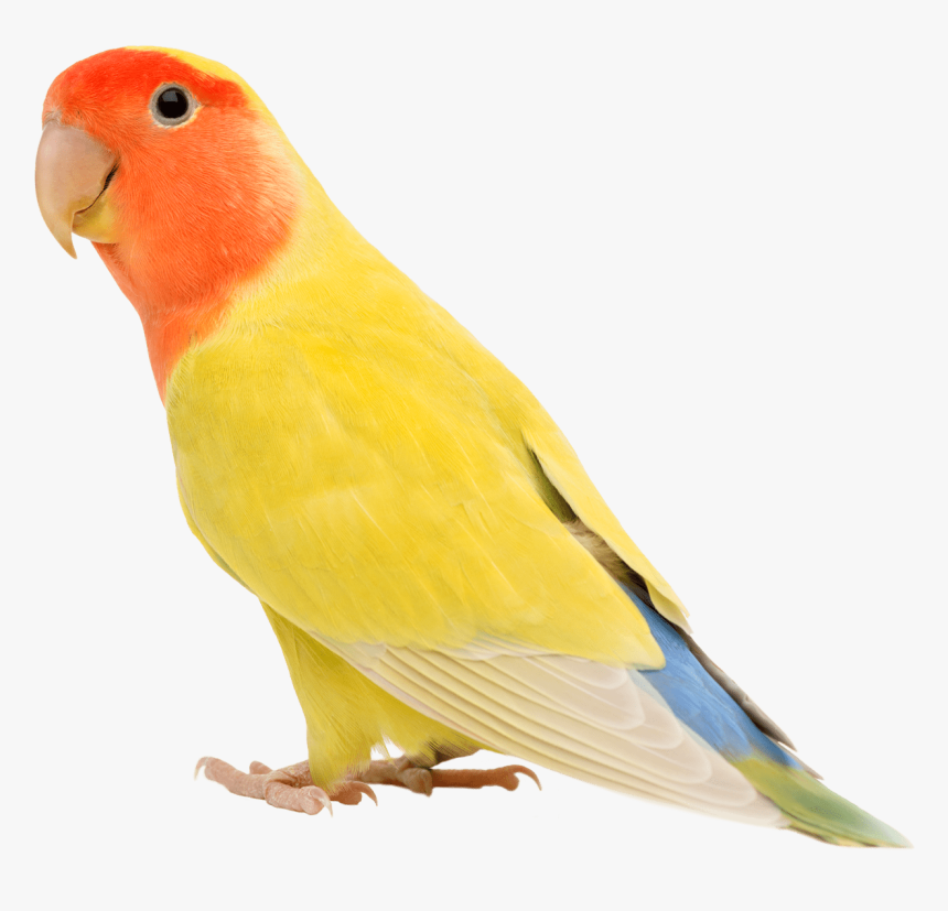 Agapornis Yellow White Blue, HD Png Download