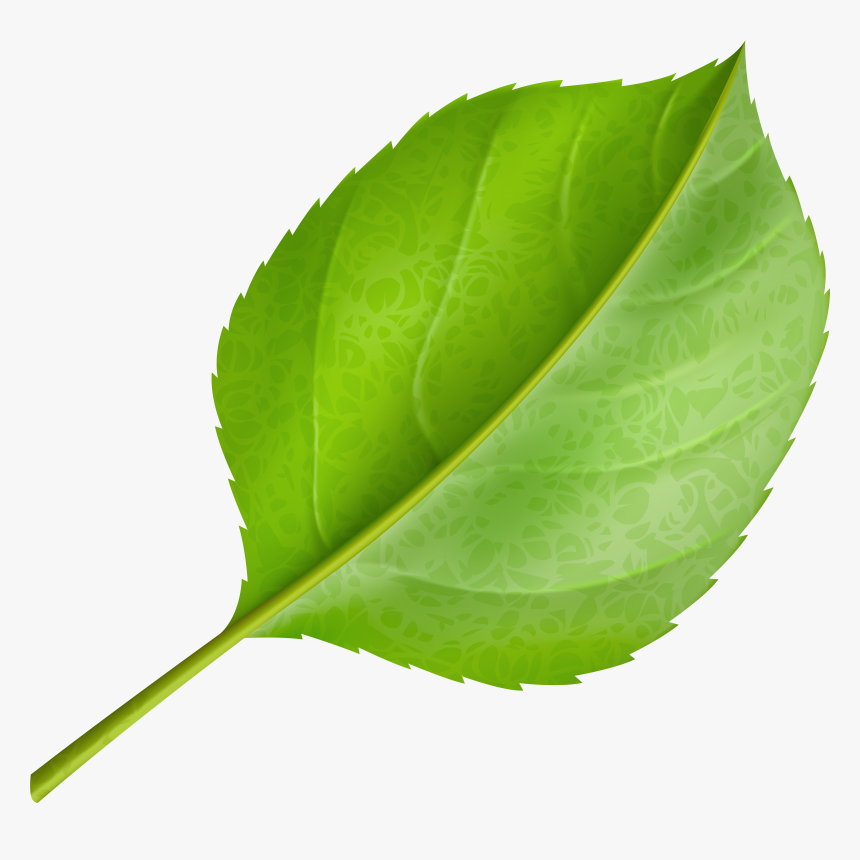 Palm Tree Leaf Png, Transparent Png