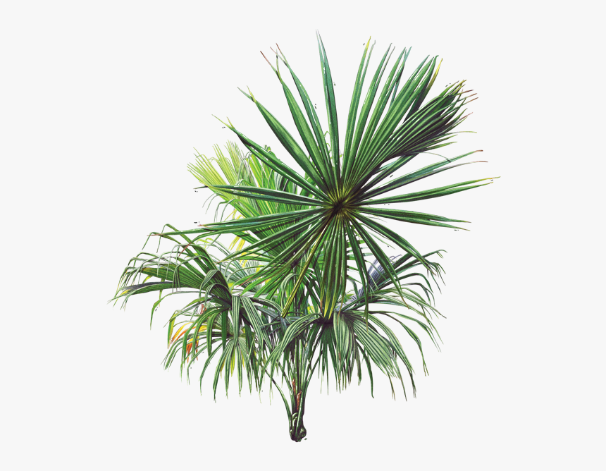 Gráfica - Palma De Corozo Png, Transparent Png
