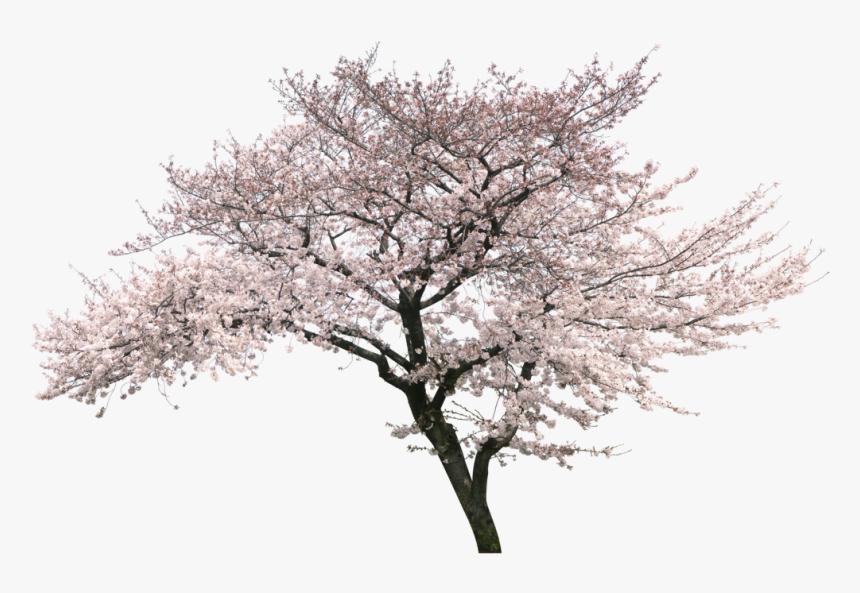 Cherry Blossom Tree Png, Transparent Png