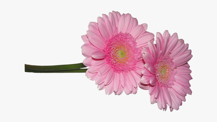 Barberton Daisy, HD Png Download