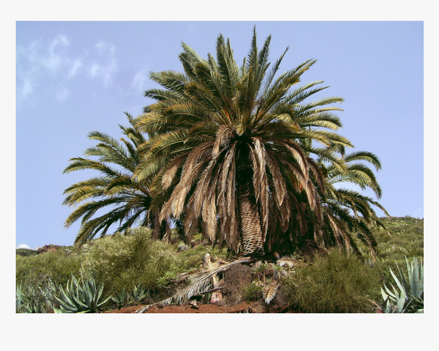 Guarapo - Phoenix Canariensis, HD Png Download