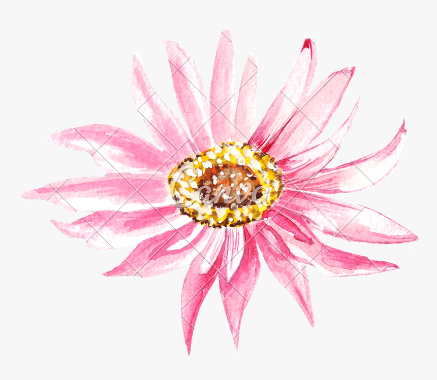 African Daisy, HD Png Download