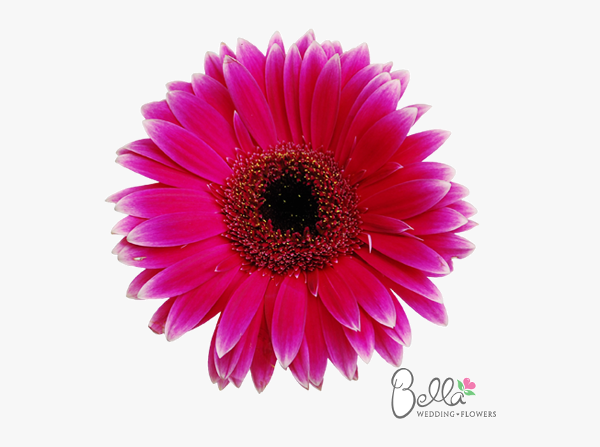 Wedding, HD Png Download