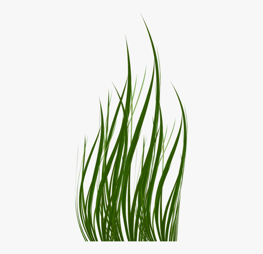 Grass, HD Png Download