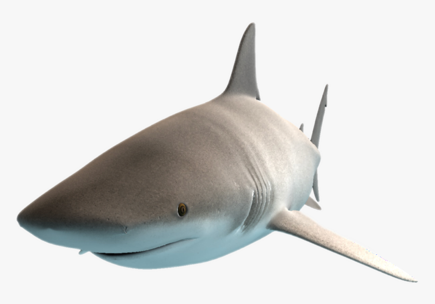 #shark #freetoedit - Great White Shark, HD Png Download