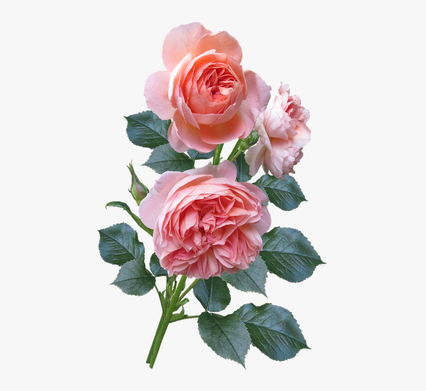 Floribunda, HD Png Download