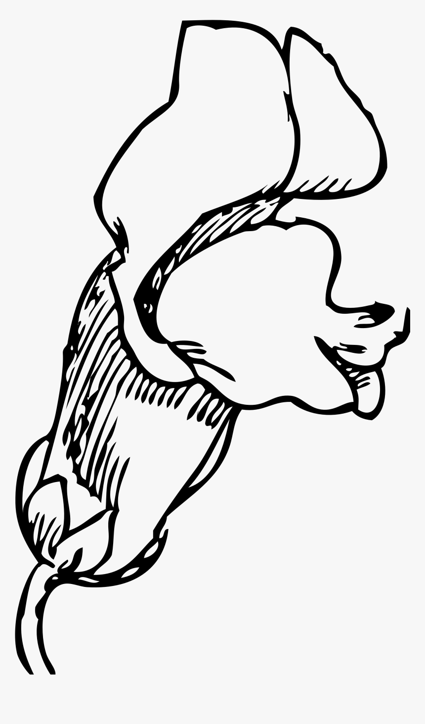 Snapdragon Drawing Carnation Flower Huge Freebie Download - Snapdragons Flower Drawing, HD Png Download