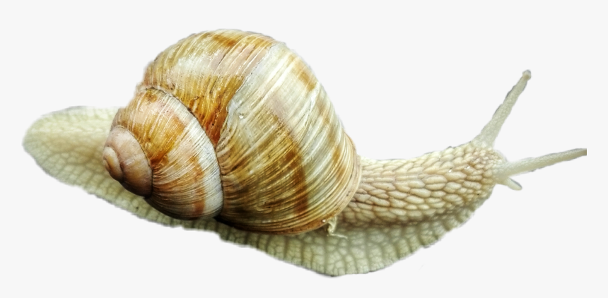 #snail #cutout #picsart - Lymnaeidae, HD Png Download