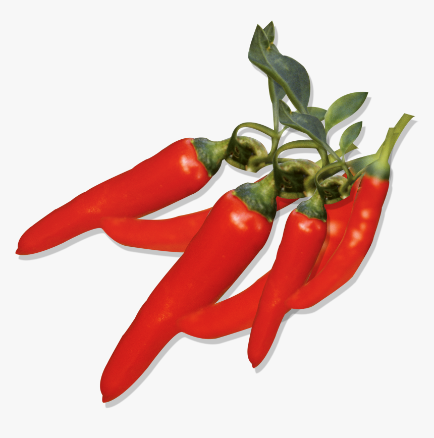 Graphic Free Capsicum Annuum Pepper Fruit - Pepper, HD Png Download