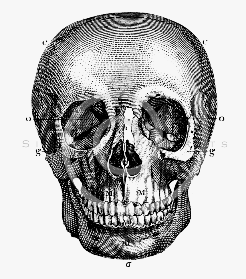 Thumb Image - Old Anatomical Drawing Skull, HD Png Download