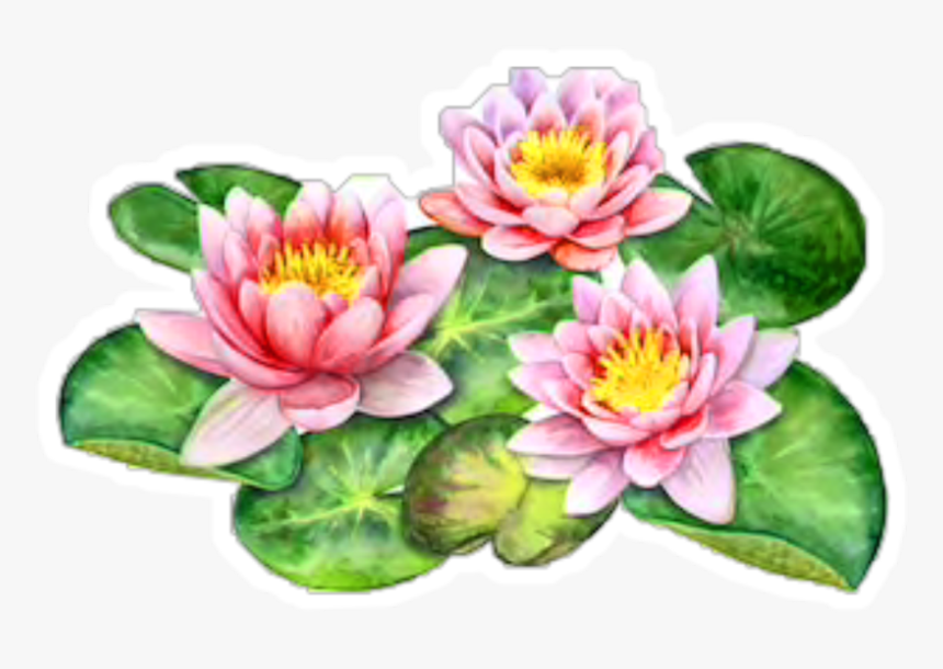 #freetoedit - Sacred Lotus, HD Png Download