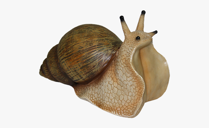 Snails Png Free Download - Transparent Background Snail Png, Png Download
