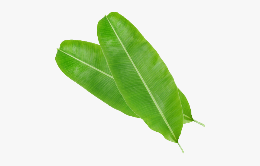 Bay Laurel, HD Png Download