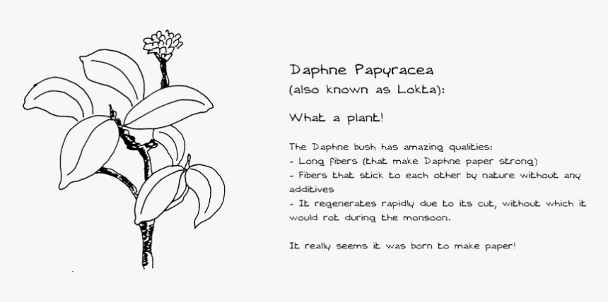 Tiger Lily, HD Png Download