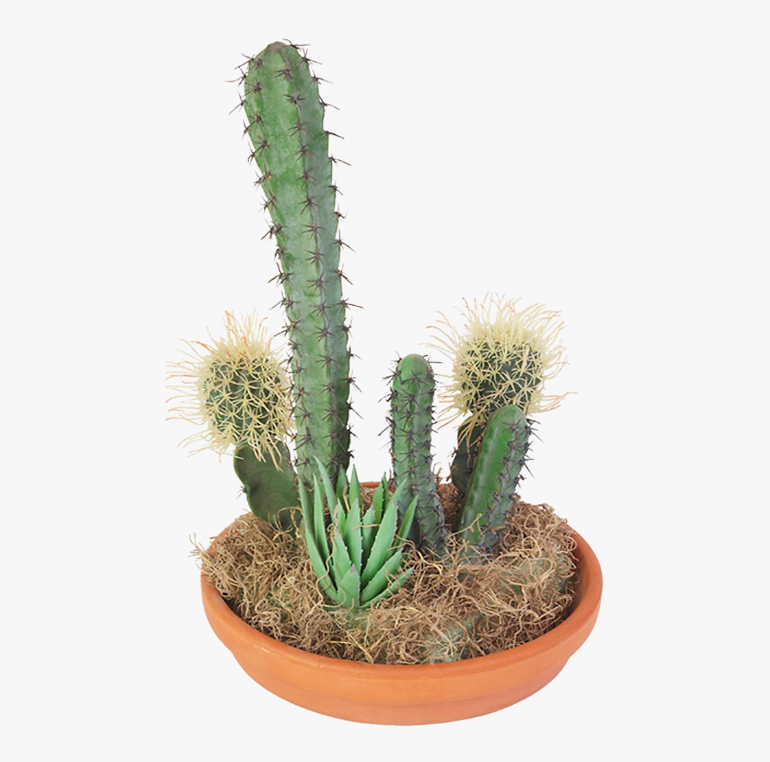 Cactaceae Succulent Plant Clip Art - Цветок В Горшок Png Без Фона, Transparent Png