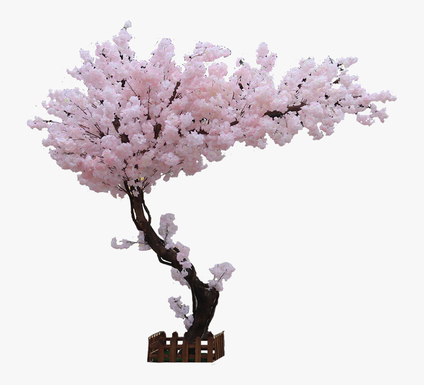 Cherry Blossom, HD Png Download
