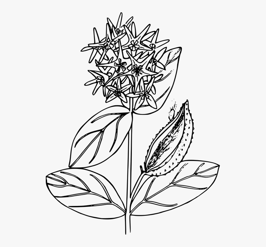 Milkweed Clipart Black And White, HD Png Download