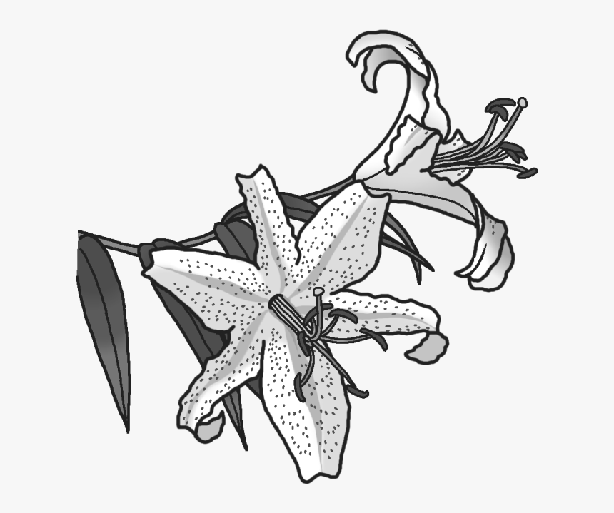 Tiger Lily, HD Png Download