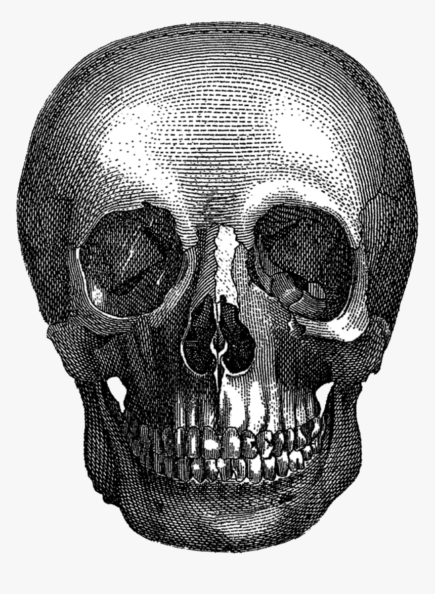 Vintage Halloween Skull - Art Goth Cat Head, HD Png Download