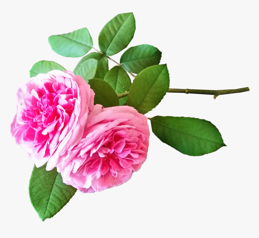Roses Pink Stem Free Photo - Hermosas Rosas Pixabay Png, Transparent Png