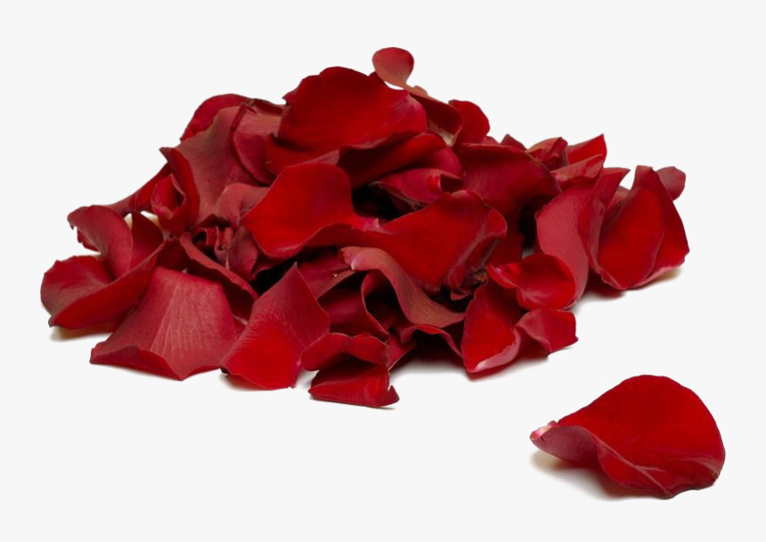 Falling Rose Petals Transparent Background - Rose Petals, HD Png Download