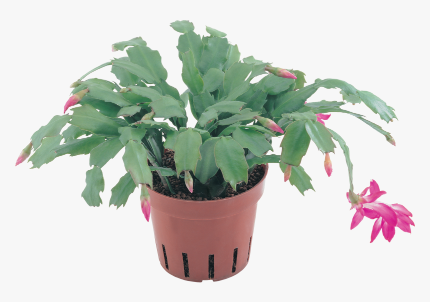 Clipart En Png - Flowerpot, Transparent Png