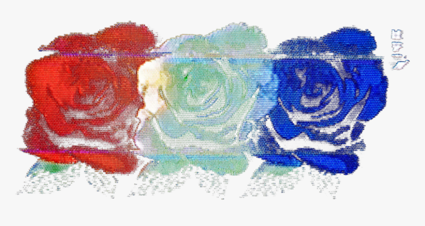Rgbroses2 - Garden Roses, HD Png Download