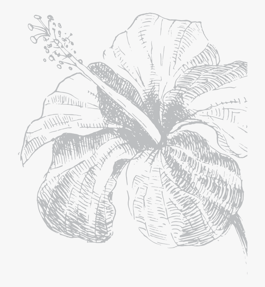 Sketch, HD Png Download