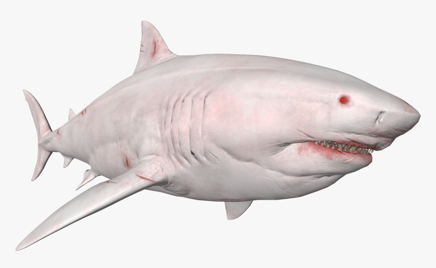 Tiger Shark, HD Png Download