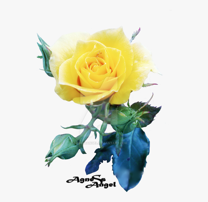 Yellow Rose Flower Free Png Transparent Images Free - Garden Roses, Png Download