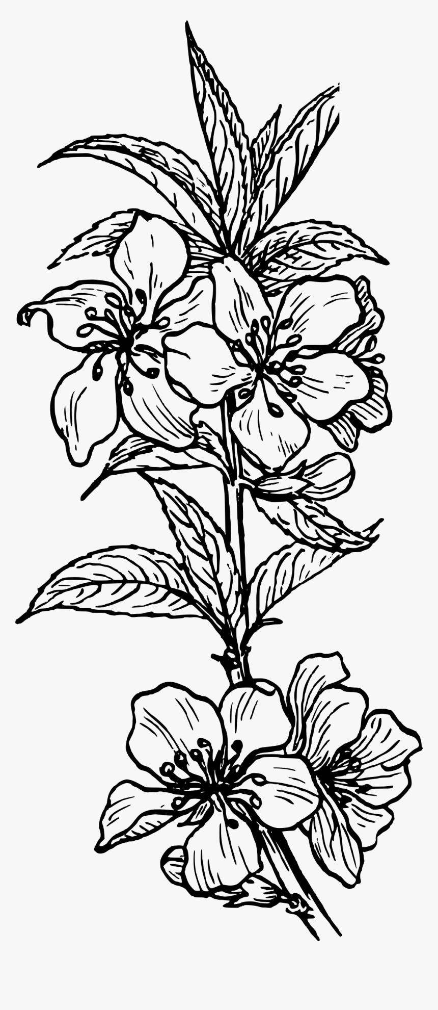 Almond Plant 1 Black White Line Art Tatoo Tattoo - Plant Clip Art, HD Png Download